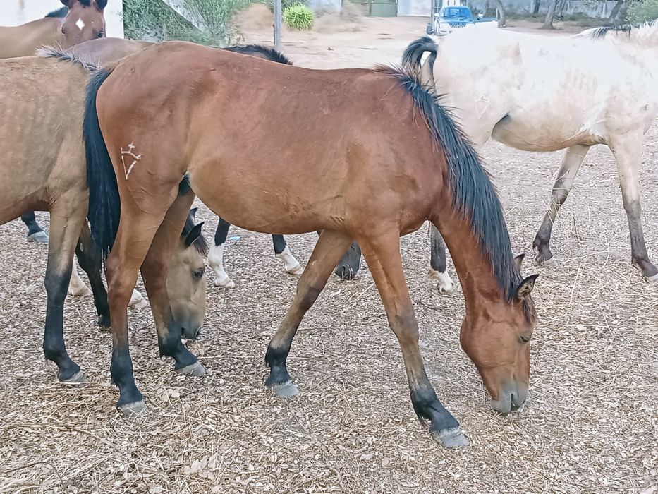 Troco poldros e/ou poldras Lusitanas por jeep