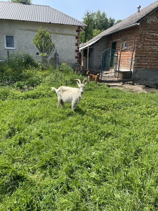 Продам козу, гарно доїться