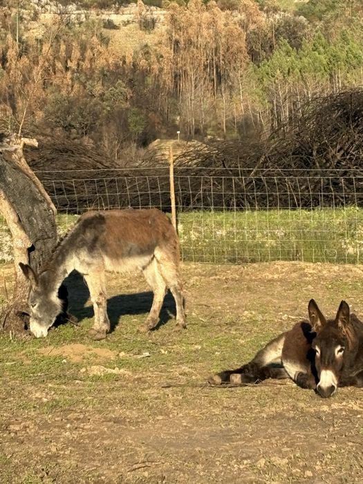 Burros 4/5 anos engatados e mansos