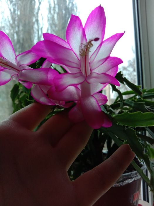 Недорого комнатные растения рождественик, хлорофитум, фиалки, и тд.