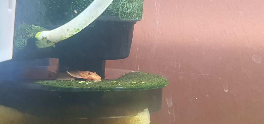 Zbrojnik Red ancistrus - glonojad