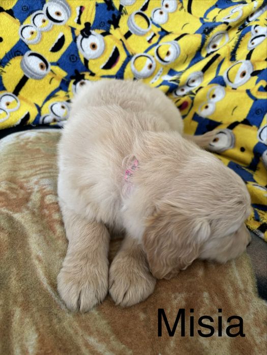 Piekna sunia golden retriever do odbioru