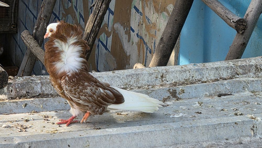 pombas Cabeleira
