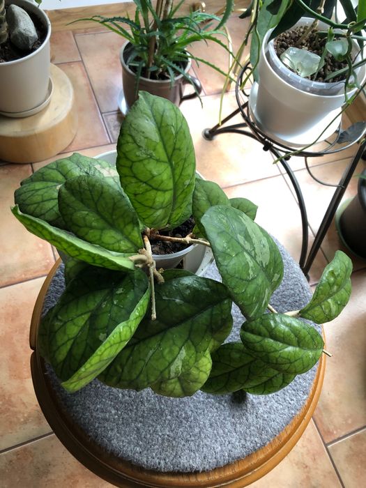 Hoya Gbl epc.260 duża rosnąca
