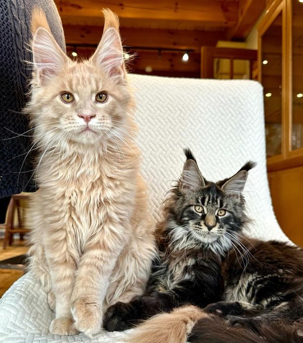 Пропоную Вашій увазі шикарних дівчаток, хлопчиків Мейн Кунов.