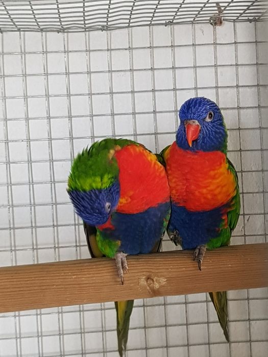 Loris Molucanos  para acabar de criar a mão