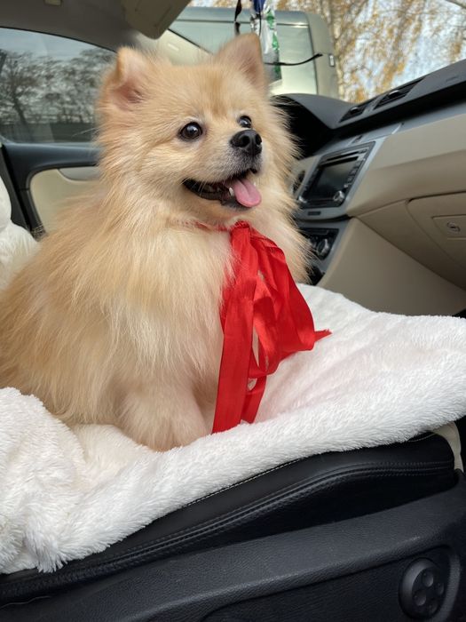 Померанські шпіци — Маленькі моделі для обіймів