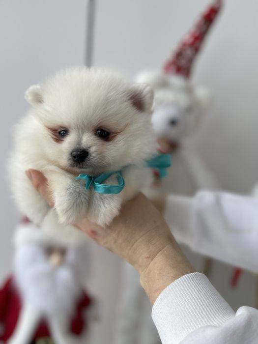 Померанські шпіци — Лише 3! Ідеальна можливість