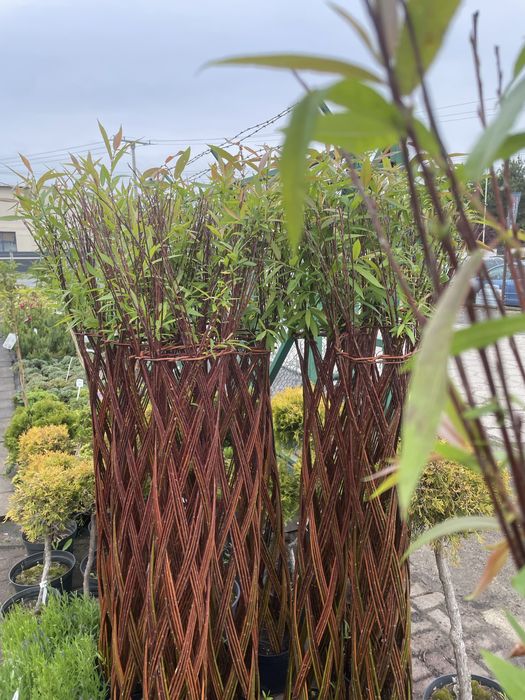 Sprzedam wierzby plecione wysokość 160 cm.  Cena 90 zl