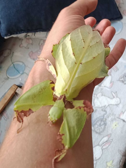 Liściec olbrzymi (Phyllium giganteum)