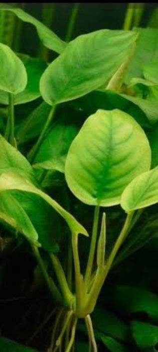 Rośliny akwariowe. Anubias dwie odmiany  ,