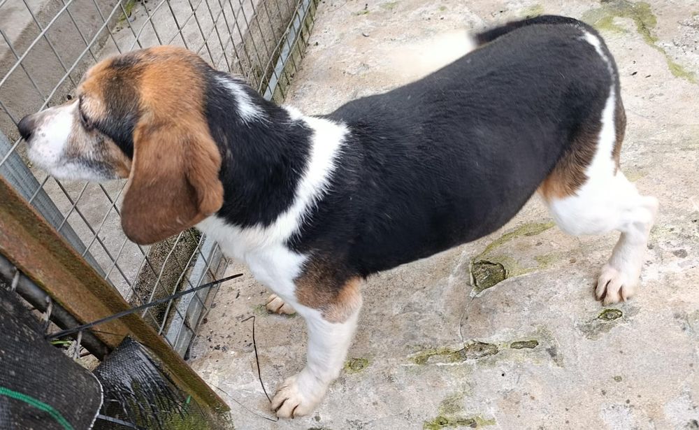 Beagel para adopção responsável