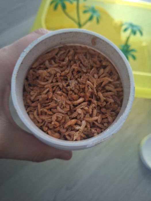 Aquário para tartaruga