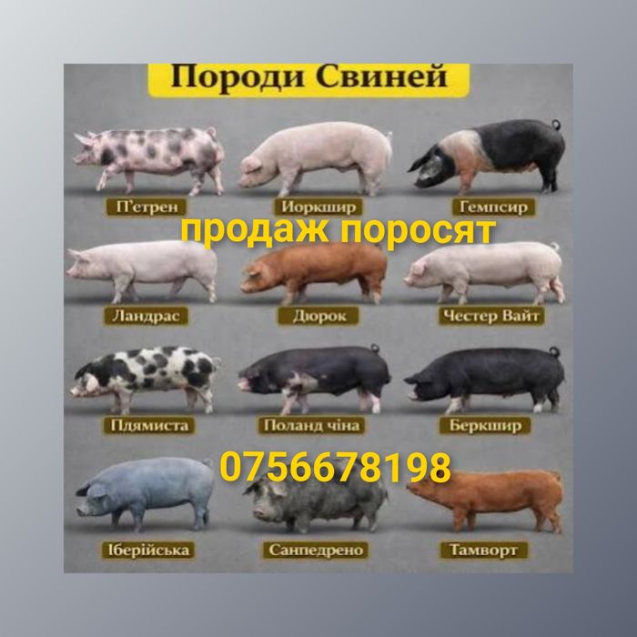 Поросята в наявності