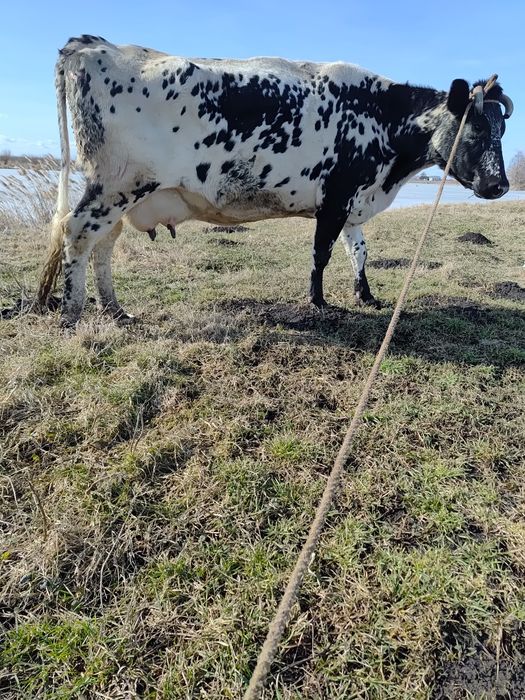 Продам 2 розтелені Корови.