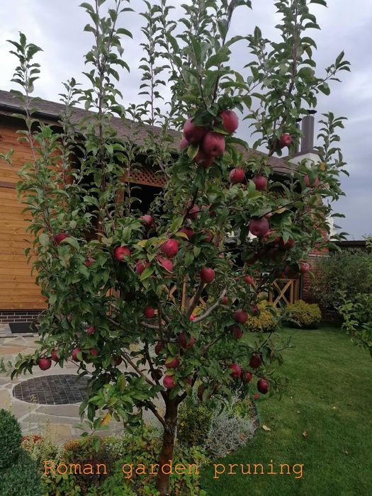 Обрізка плодового саду/Обрезка плодового сада