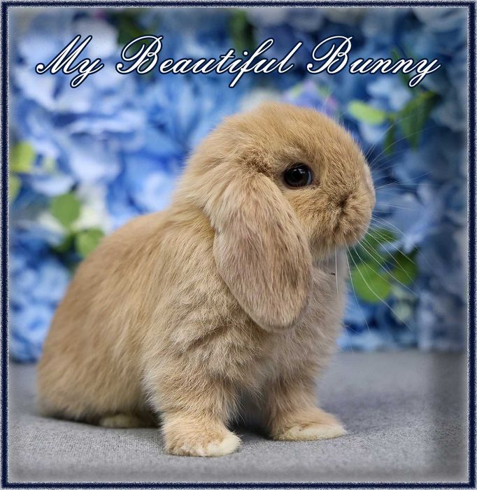 Piękny Królik Mini Lop - CREAM