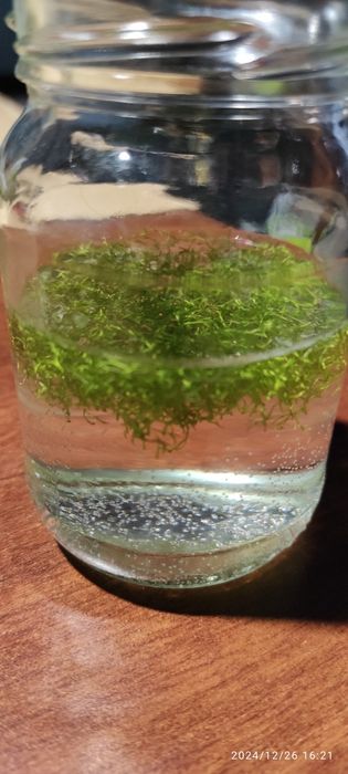 Wgłębka roślina akwariowa