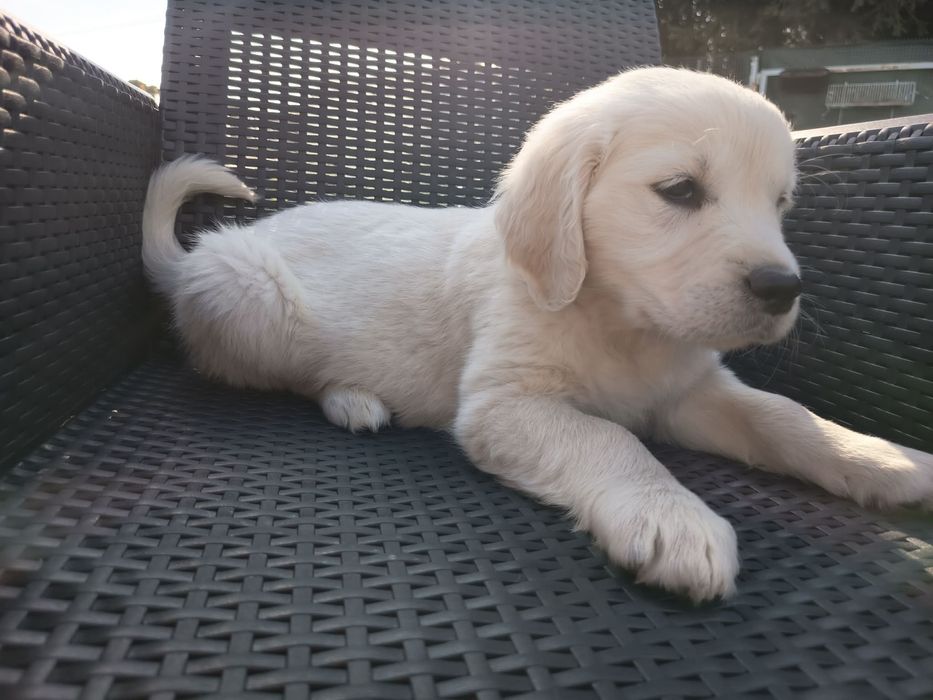 Golden retriever suczka
