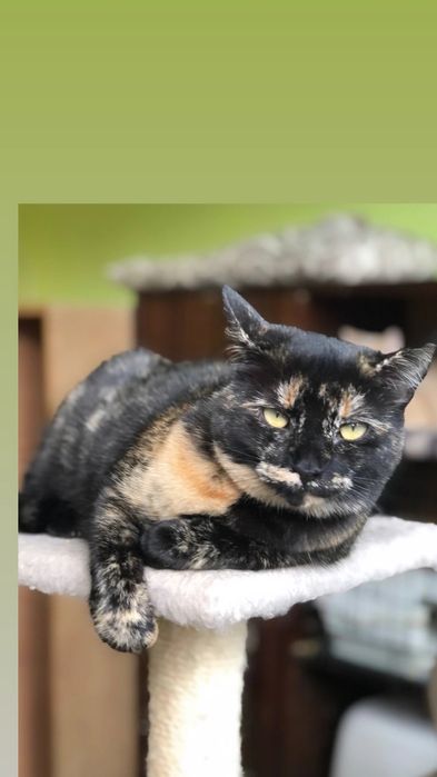 Отдам кошку черепахового окраса, 1 год, стерилизована, привита