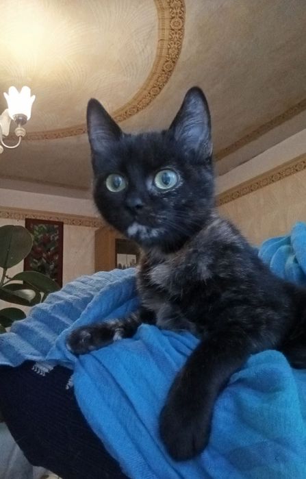 Котята котики отдам котенок девочка