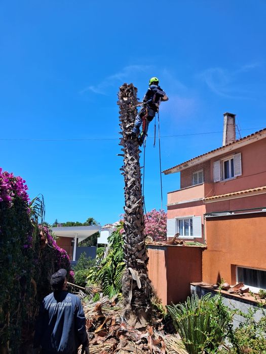 Poda de Árvore e limpeza de terrenos