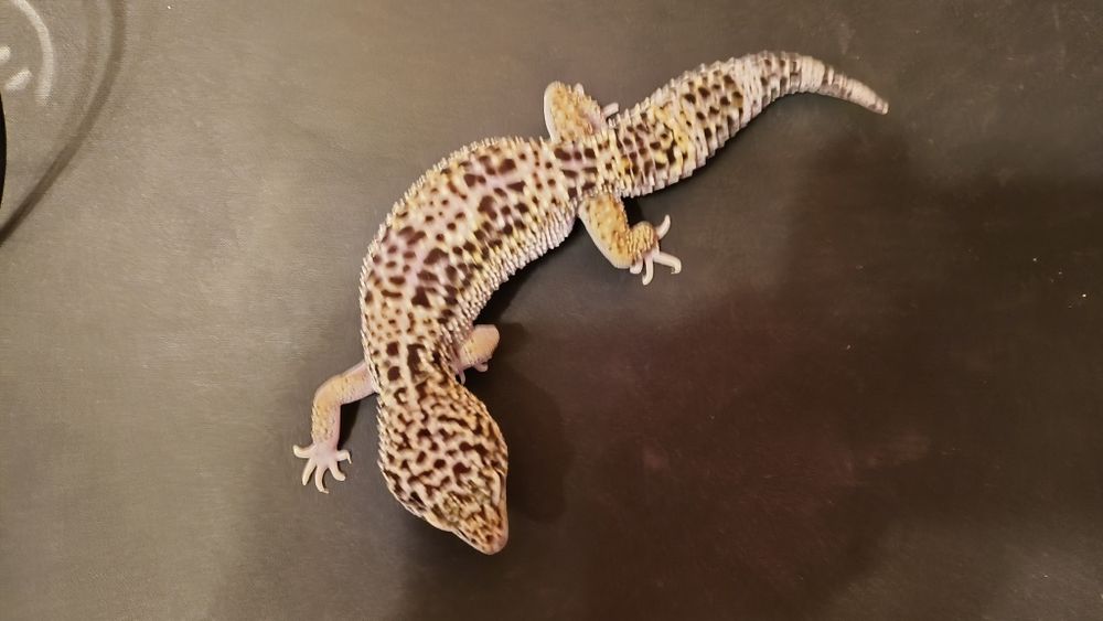 Samica Mack Snow Eclipse Gekon Lamparci