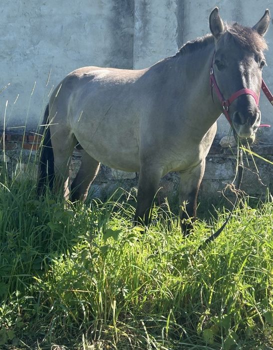Sprzedam klacz i ogiera koniki polskie 5 lat