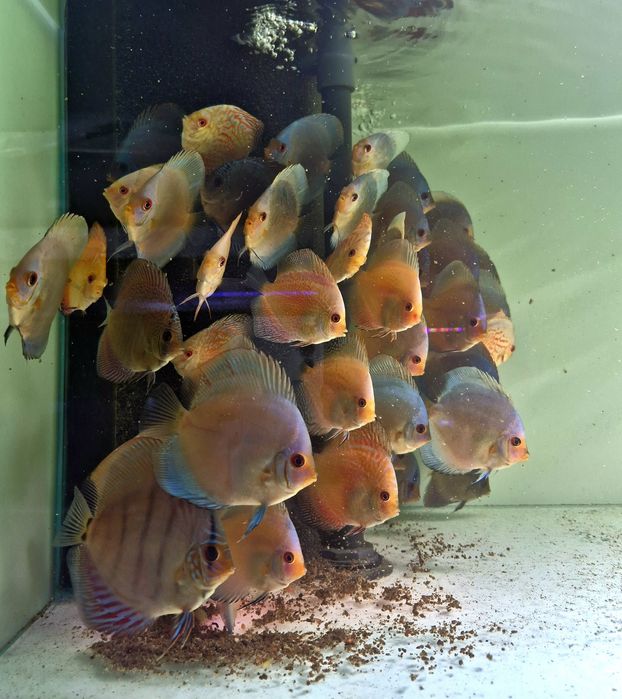 Дискус Discus  Дискуси