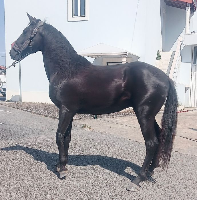 PSL filho de URCA (OC)