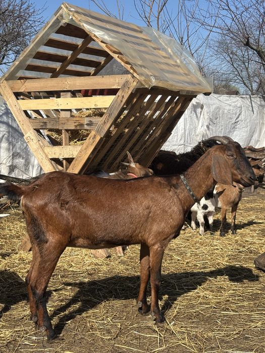 Англо- Нубійська коза