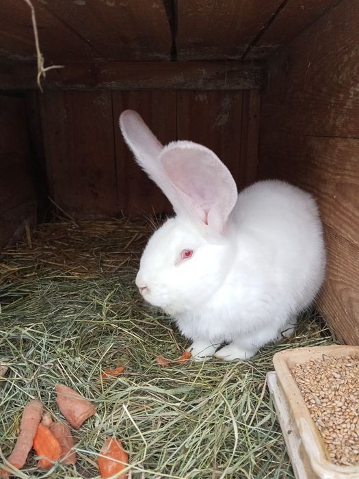 Króliki Belgii ,szynszyle,srokacze, czarne, białe.