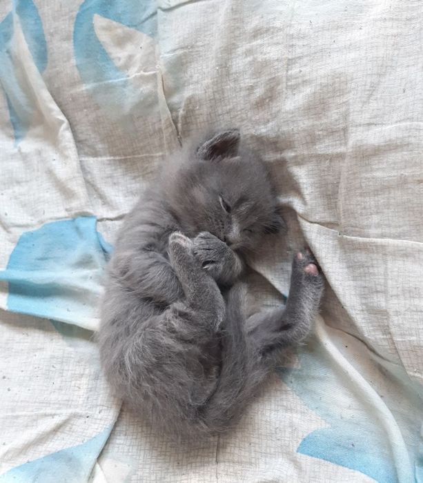 Домашнє кошеня - котик