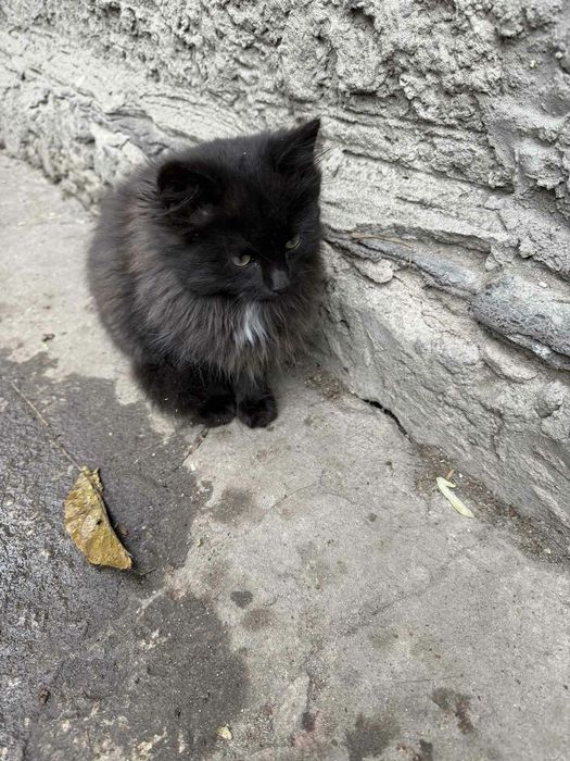 Кошенята в добрі руки.