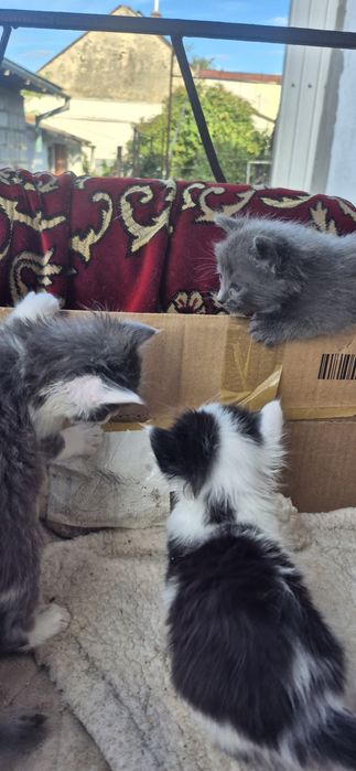 Кошенята котики коти