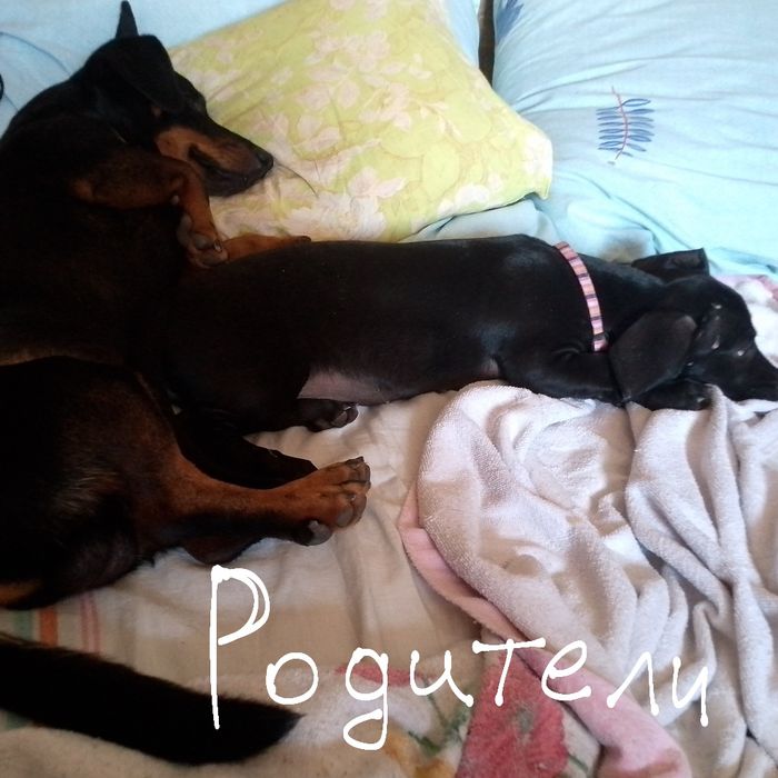 Щенята Такси (Смешанна)