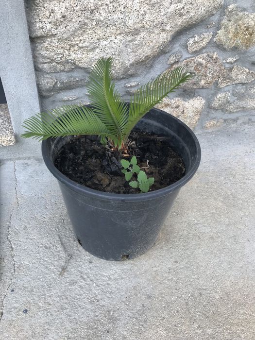 Cica / sica / cyca de jardim