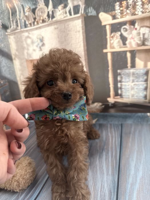 Малесенький диво хлопчик