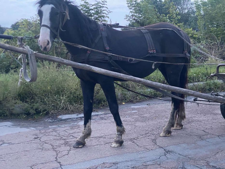 Продається кінь!!