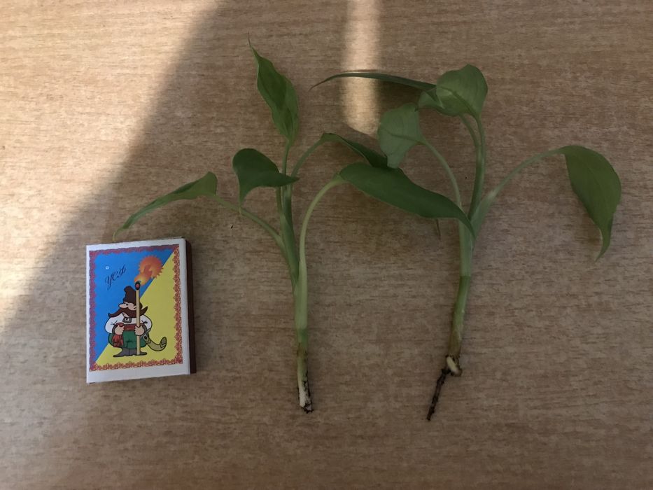 Диффенбахия отростки