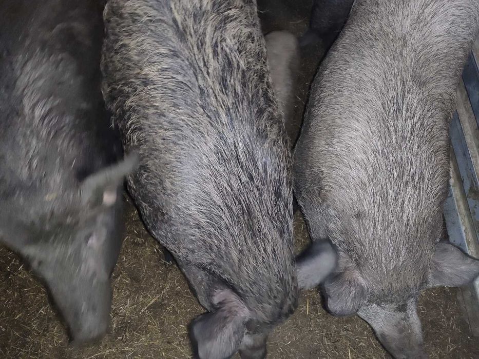 Продам поросят Кармали