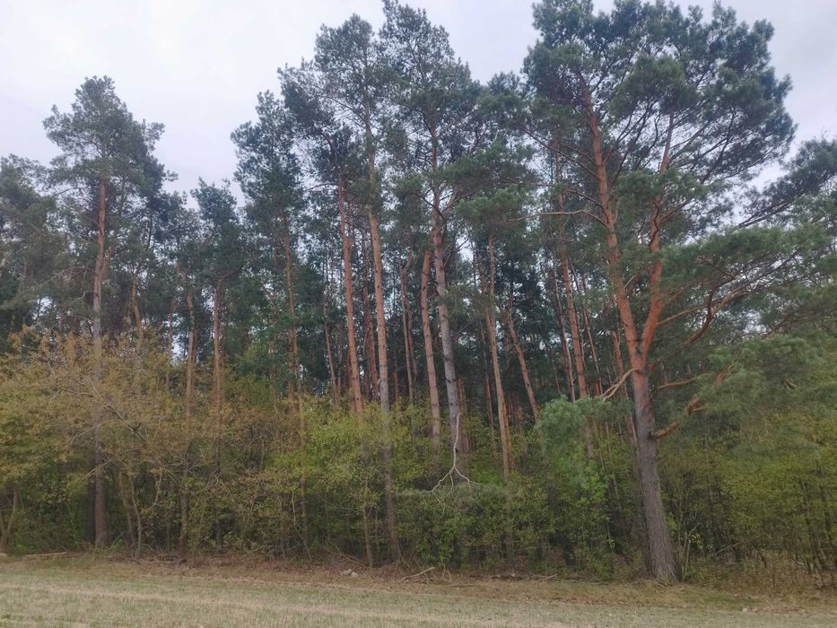 Sprzedam las 1,8 ha Targonie.