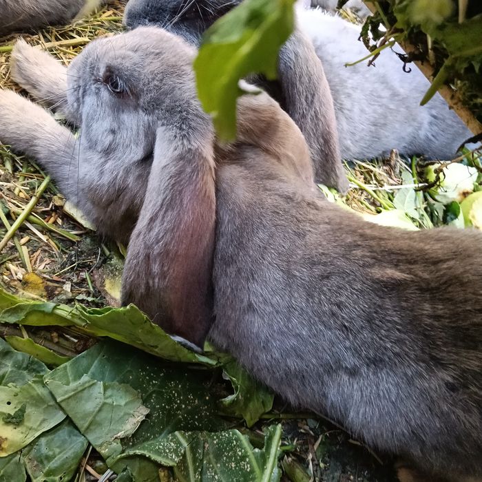 Króliki barany francuskie