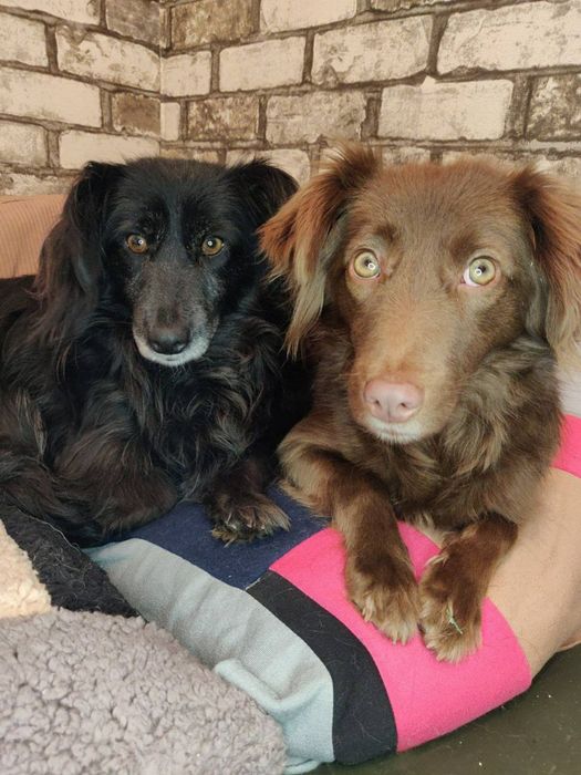 Отдам даром в добрые руки собачек метисы таксы и спаниеля