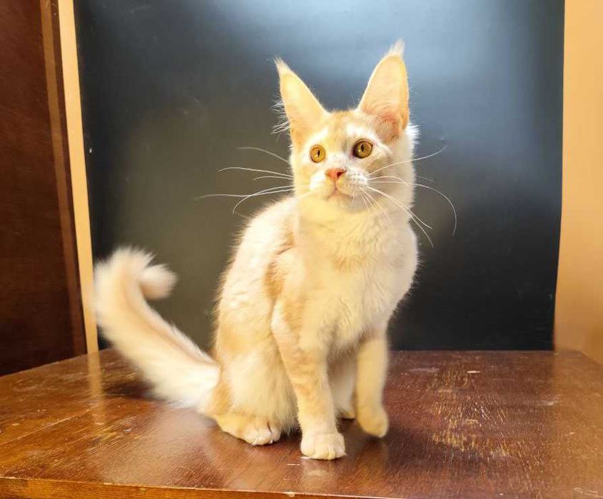 Дівчинка червона на сріблі Мейн кун 3,5 місяці