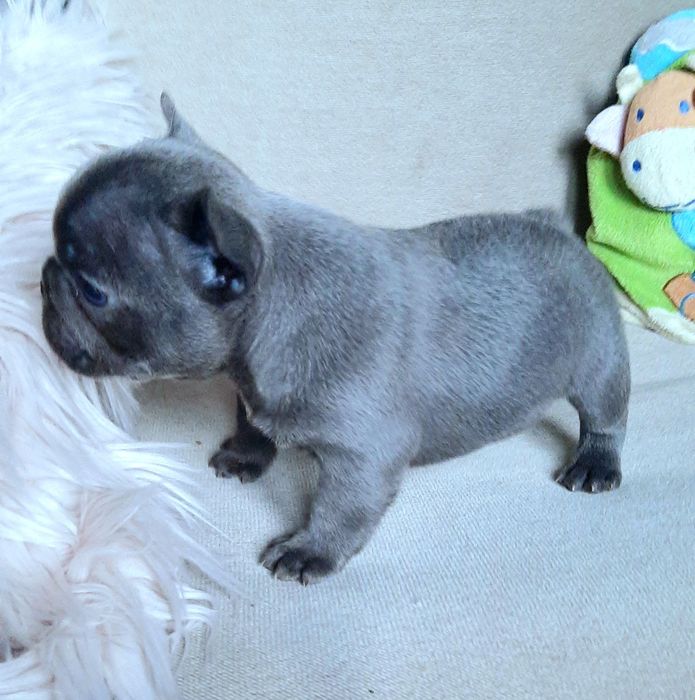 Buldog francuski piesek