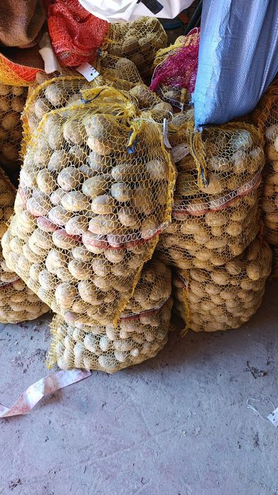 Ziemniaki do sadzenia sadzeniaki