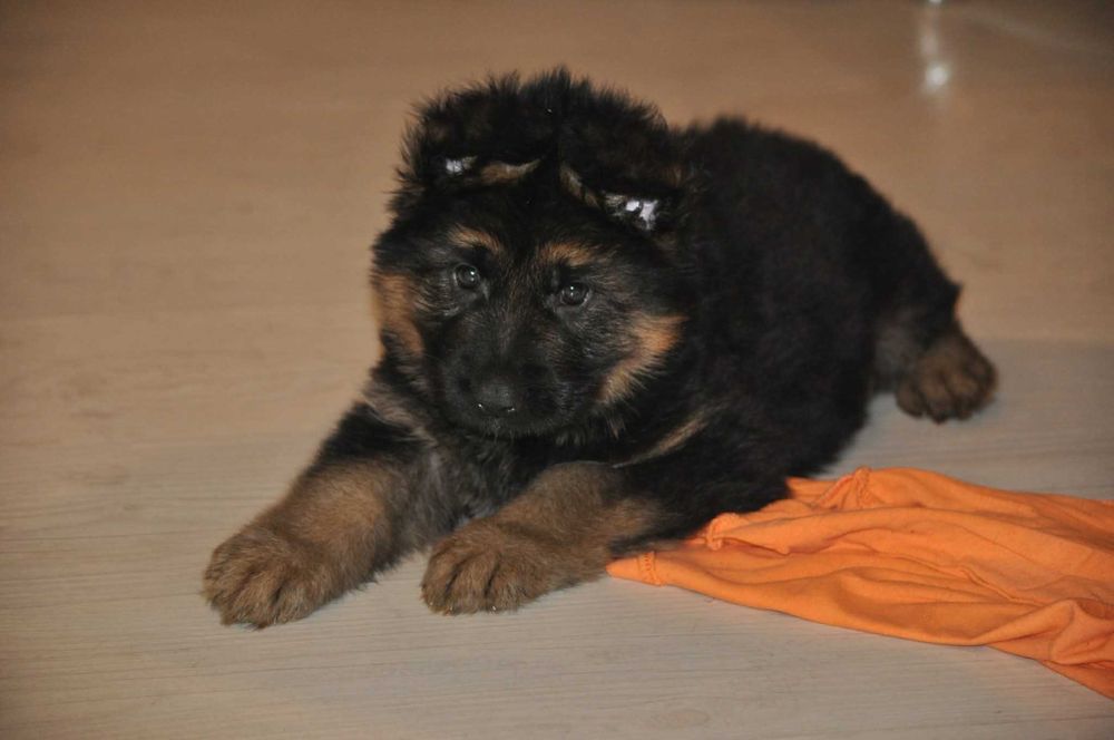 Owczarek Niemiecki Długowłosy - szczenię