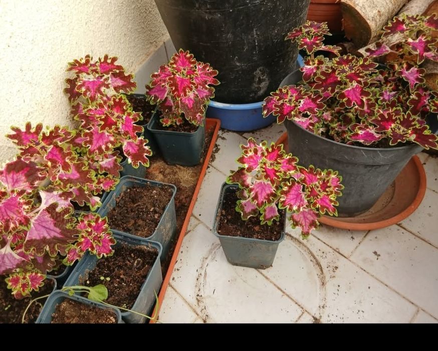 Plantas naturais interior e exterior