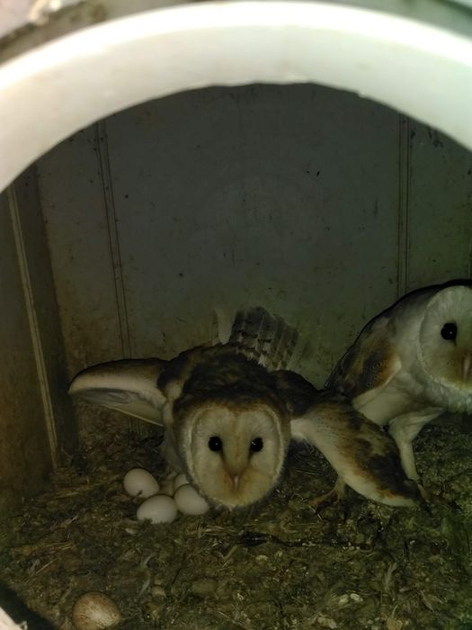 Parabuteo unicinctus e Tyto alba